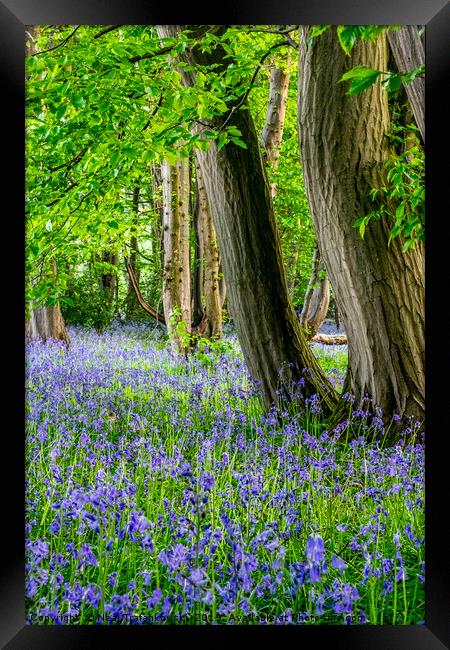 Springtime Woodland Bluebell View Framed Print by Neal Trafankowski