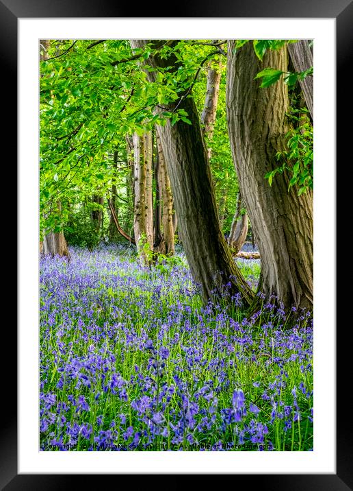Springtime Woodland Bluebell View Framed Mounted Print by Neal Trafankowski