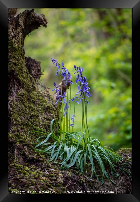 Bluebells on Fallen Tree Framed Print by Neal Trafankowski