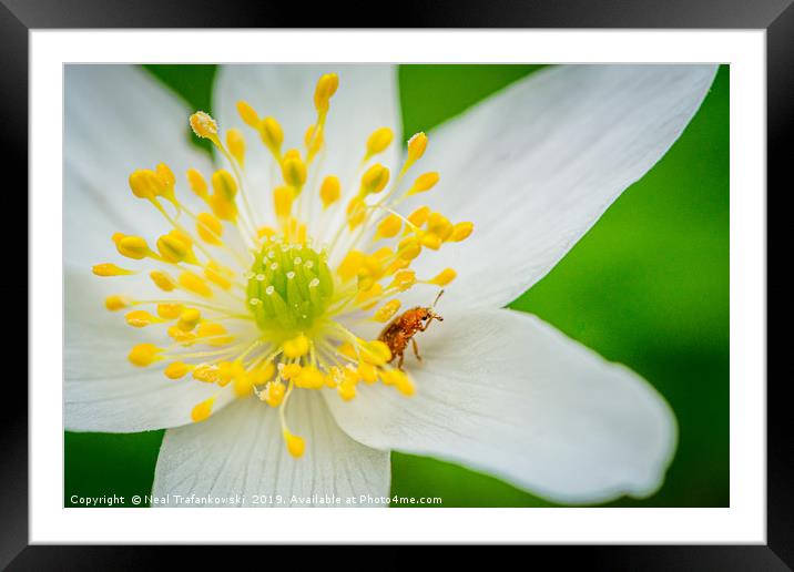 Wayland Wood Spring Flower Framed Mounted Print by Neal Trafankowski