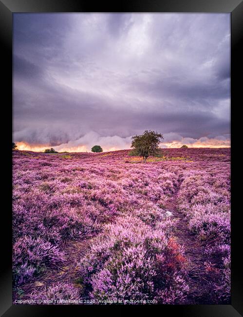 Roydon Common Heather Framed Print by Neal Trafankowski