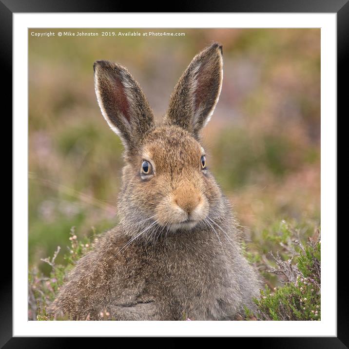 Mountain hare portrait Framed Mounted Print by Mike Johnston