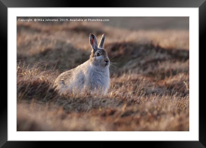 Mountain hare Framed Mounted Print by Mike Johnston