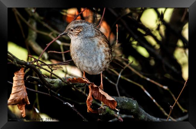 The Dunnock - Prunella modularis Framed Print by Julie Holt