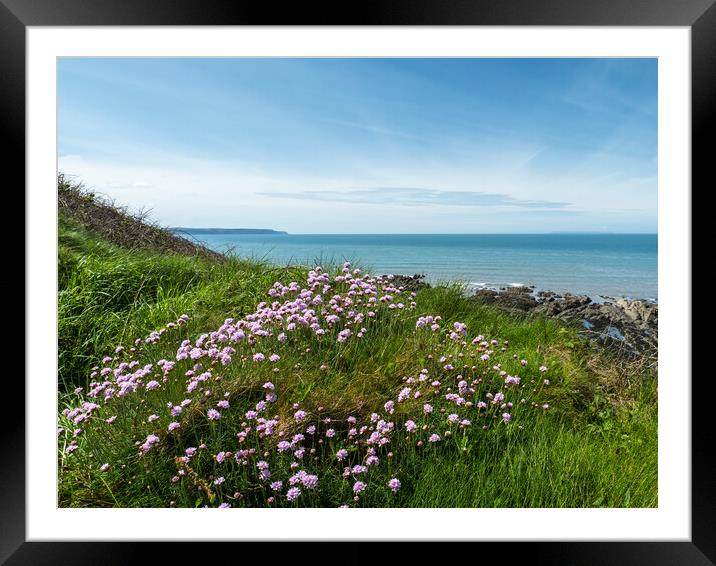Sea thrift on the cliffs Framed Mounted Print by Tony Twyman