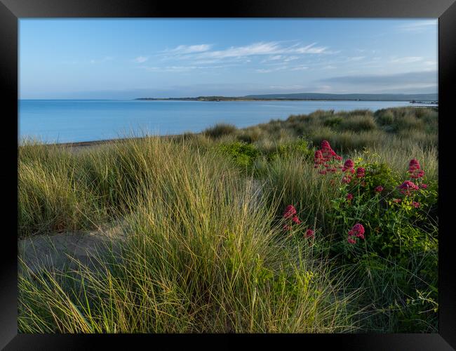 Instow sand dunes Framed Print by Tony Twyman