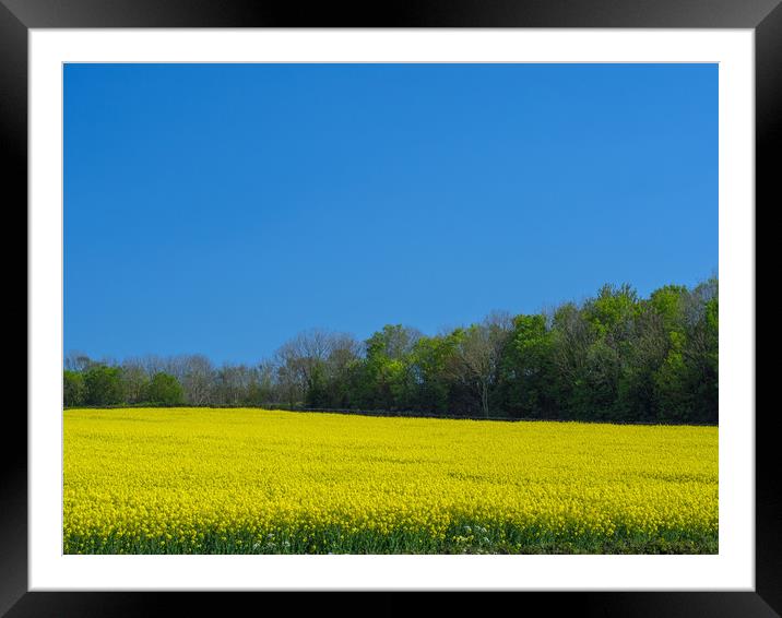 Vibrant yellow rapeseed field near Bideford, Devon Framed Mounted Print by Tony Twyman