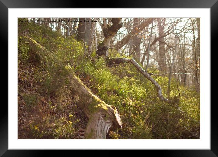 Forest Floor Framed Mounted Print by Edward Laxton