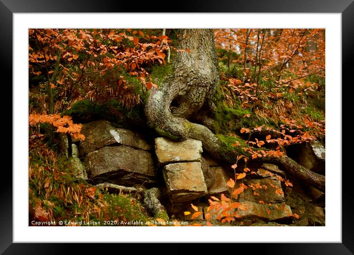 Oak Roots on Sandstone Framed Mounted Print by Edward Laxton