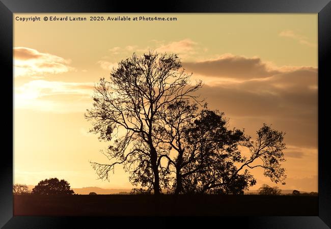 Three Ash Tree Silhouettes Framed Print by Edward Laxton