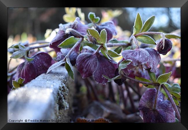 Iced Hellebores Framed Print by Freddie Watson Stubbs