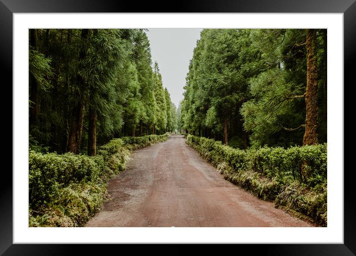 Path through the woods Framed Mounted Print by Paulo Sousa