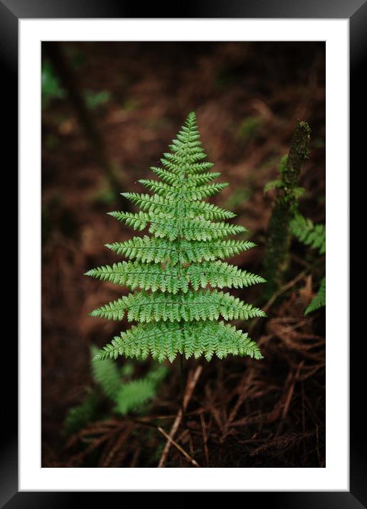 Fern Leave Framed Mounted Print by Paulo Sousa