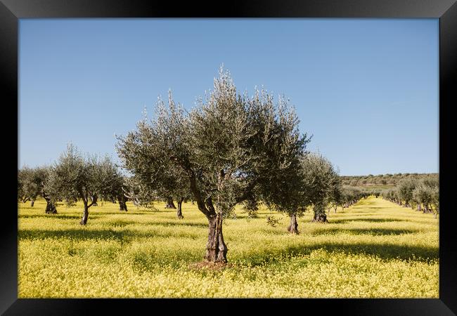 Olive tree in yellow flowers field Framed Print by Paulo Sousa