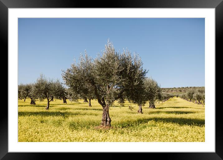 Olive tree in yellow flowers field Framed Mounted Print by Paulo Sousa