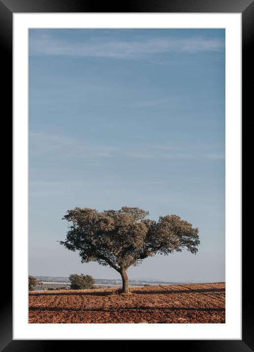 Holm Oak tree in cultivated field Framed Mounted Print by Paulo Sousa