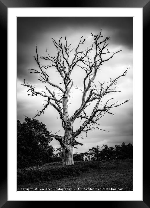 Dead Tree Framed Mounted Print by Tyne Tees Photography
