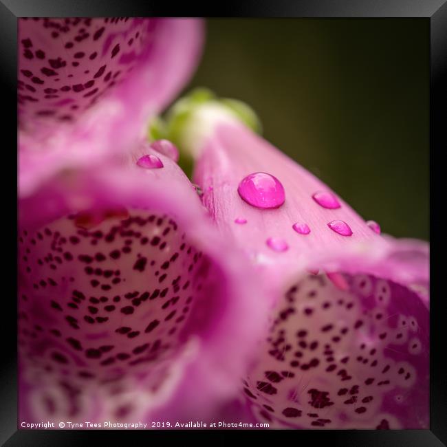 Water Drop on a Foxglove  Framed Print by Tyne Tees Photography