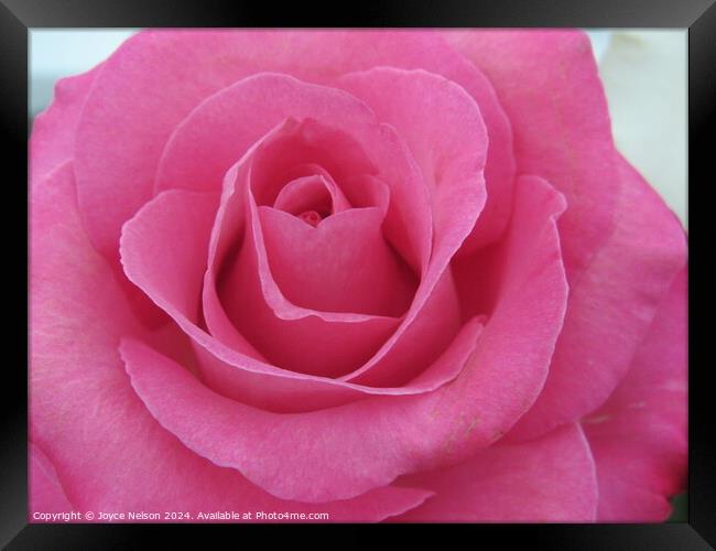 A Pink Rose Framed Print by Joyce Nelson