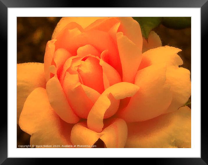 A yellow rose Framed Mounted Print by Joyce Nelson