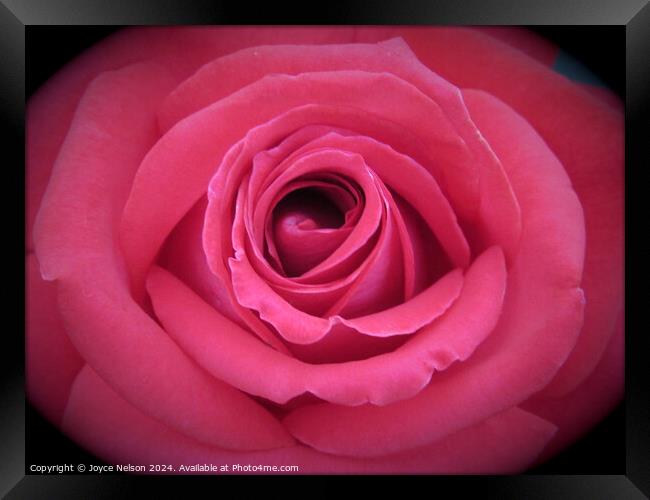 A pink rose  Framed Print by Joyce Nelson
