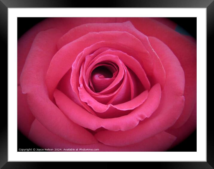 A pink rose  Framed Mounted Print by Joyce Nelson