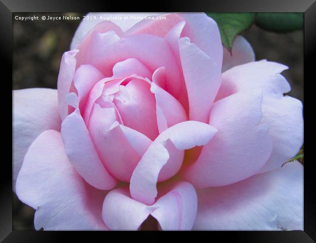 A pretty pink rose flower in bloom Framed Print by Joyce Nelson