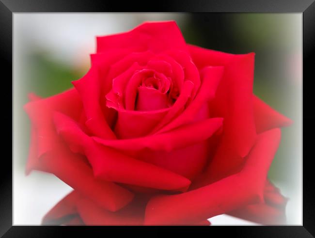 A single red rose in bloom Framed Print by Joyce Nelson