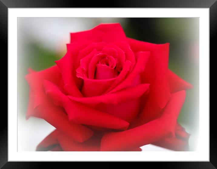 A single red rose in bloom Framed Mounted Print by Joyce Nelson