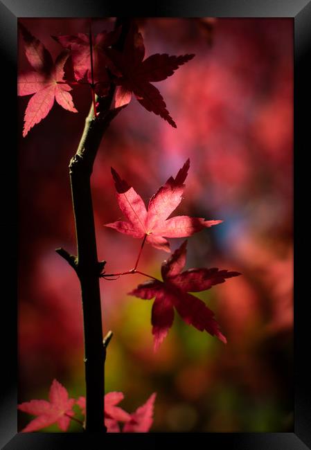 Acer Tree Framed Print by Ben Hatwell