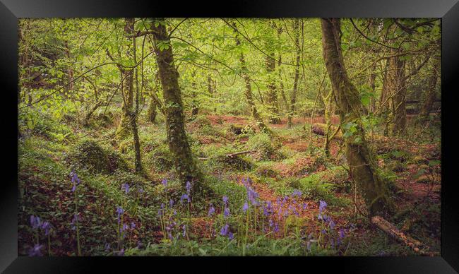 Bluebells at Kennall Vale Framed Print by Ben Hatwell