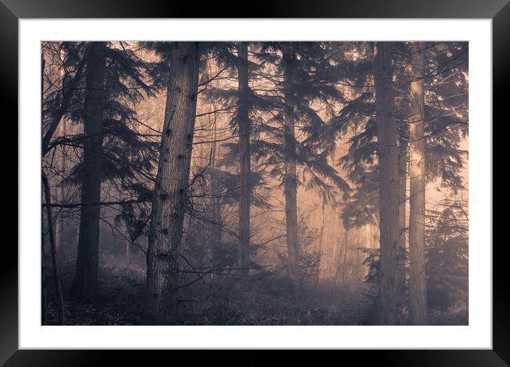 Woodland Trees Framed Mounted Print by Ben Hatwell