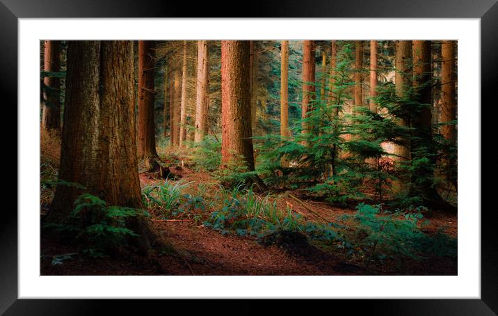 Magical Forest Framed Mounted Print by Ben Hatwell