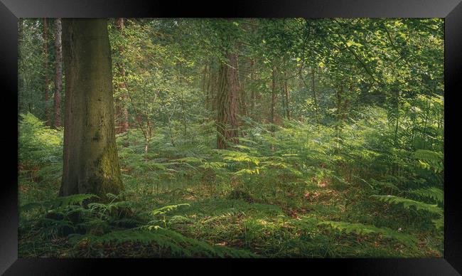Ashdown Forest Landscape  Framed Print by Ben Hatwell