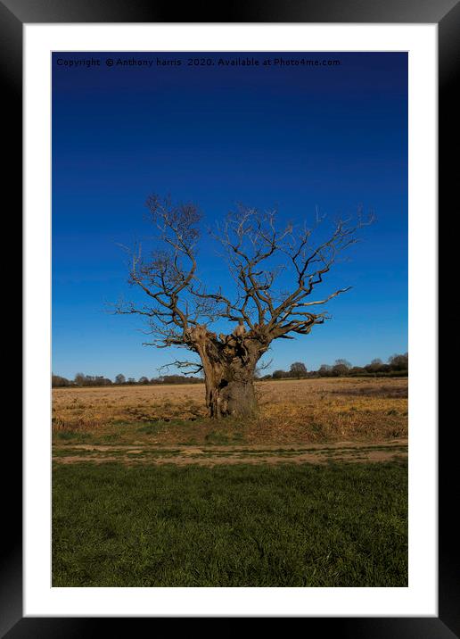 Hollow tree Framed Mounted Print by Anthony harris