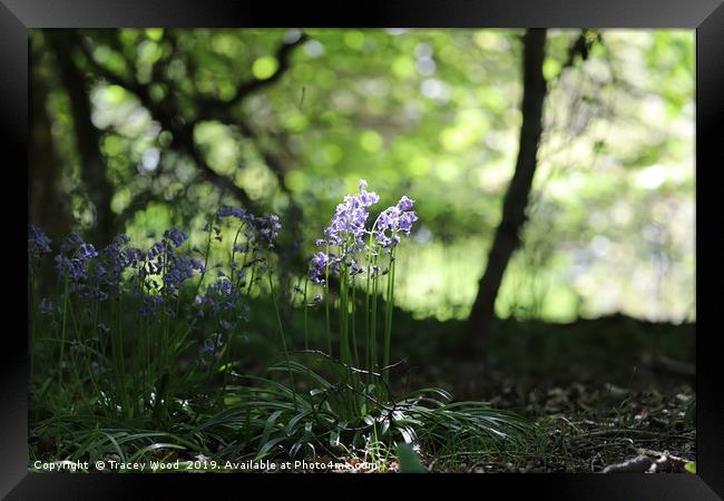 Bluebell woods Framed Print by Tracey Wood