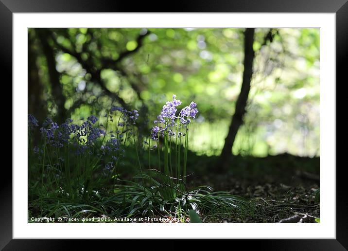 Bluebell woods Framed Mounted Print by Tracey Wood