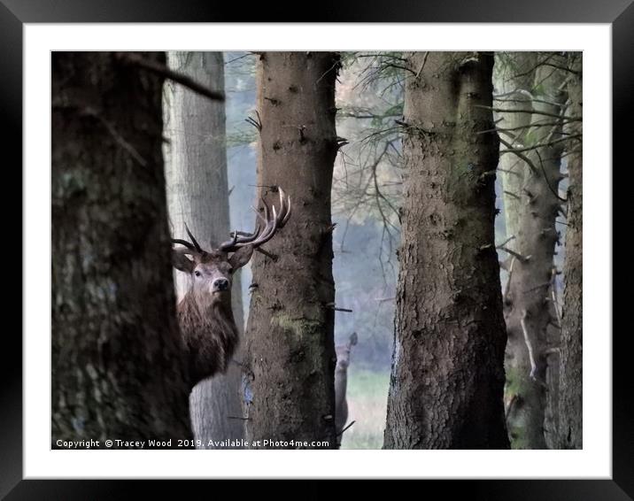Stag-Peekaboo Framed Mounted Print by Tracey Wood