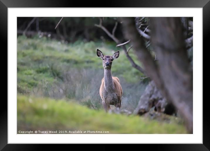 Little Doe Framed Mounted Print by Tracey Wood