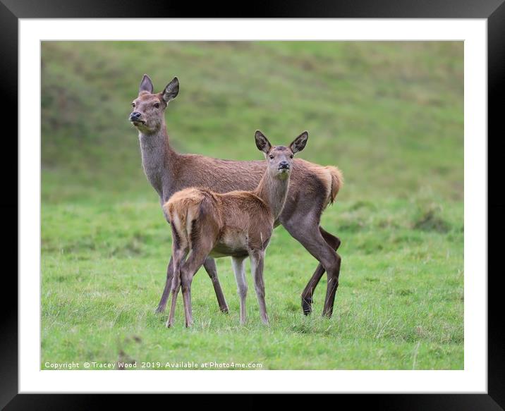 Doe with her fawn Framed Mounted Print by Tracey Wood