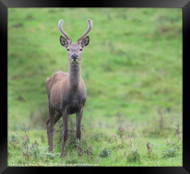 young inquisitive buck Framed Print by Tracey Wood