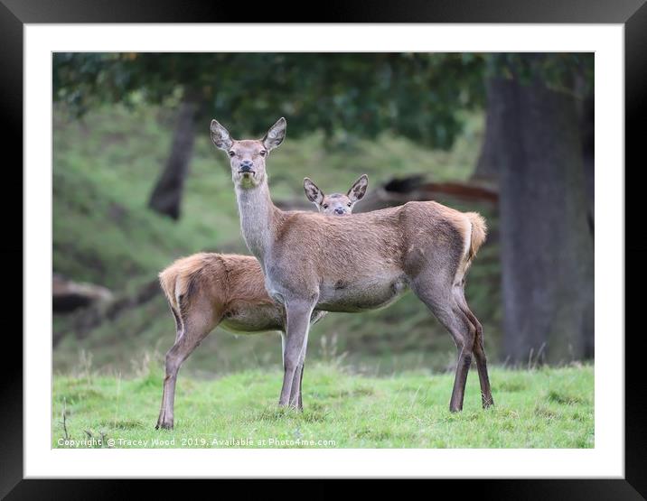 peek a boo  Framed Mounted Print by Tracey Wood