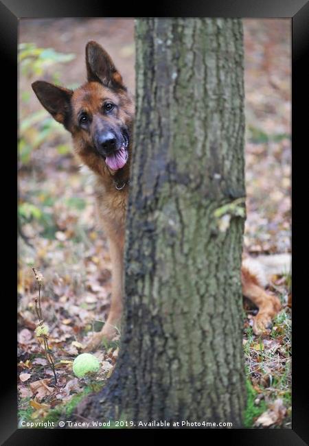 Peek a boo Framed Print by Tracey Wood