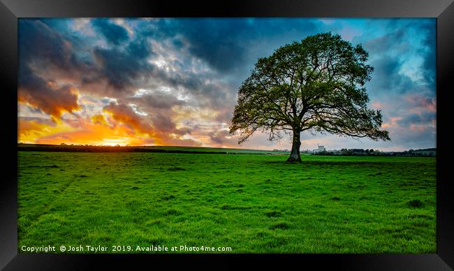 The Lone Tree  Framed Print by Josh Taylor