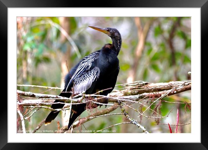 Anhinga  Framed Mounted Print by Tony Williams. Photography email tony-williams53@sky.com