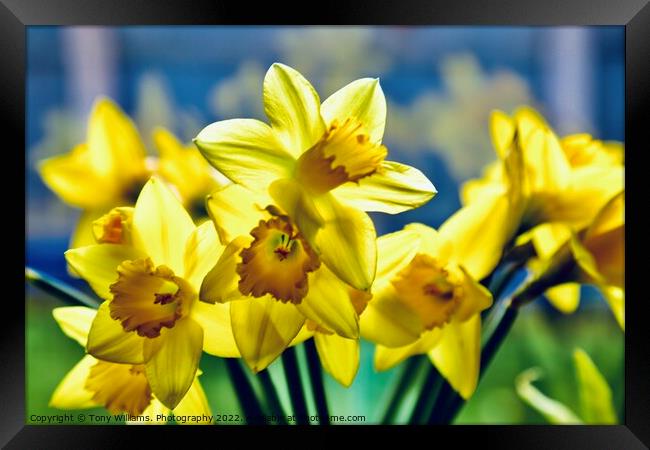 Daffodils  Framed Print by Tony Williams. Photography email tony-williams53@sky.com