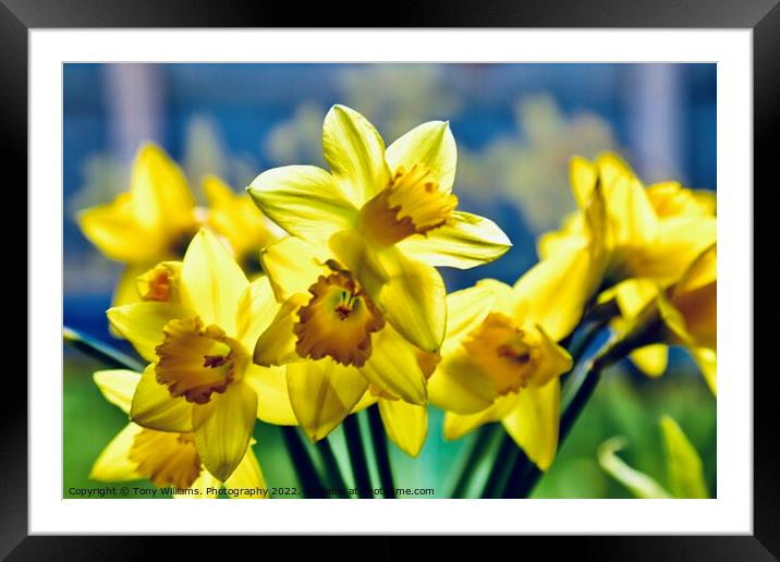 Daffodils  Framed Mounted Print by Tony Williams. Photography email tony-williams53@sky.com