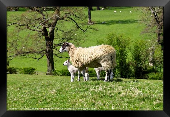 Mother and lamb Framed Print by Tony Williams. Photography email tony-williams53@sky.com