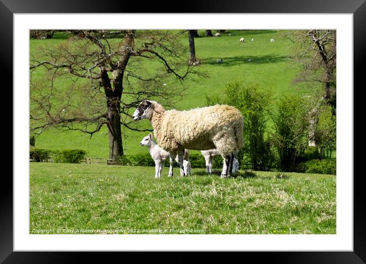 Mother and lamb Framed Mounted Print by Tony Williams. Photography email tony-williams53@sky.com
