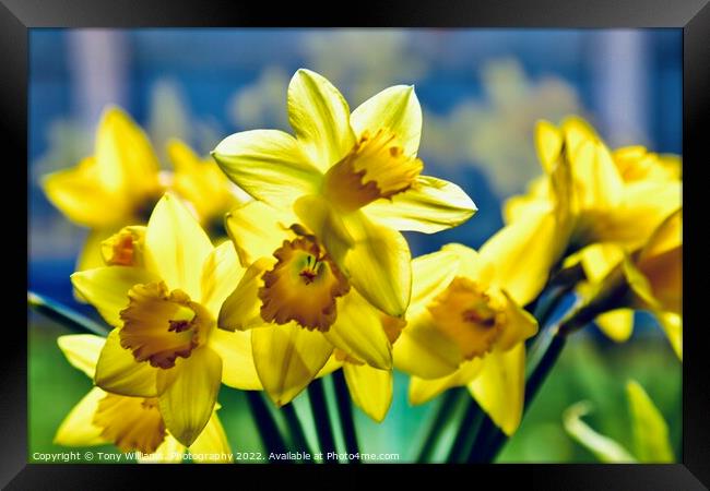Daffodils  Framed Print by Tony Williams. Photography email tony-williams53@sky.com